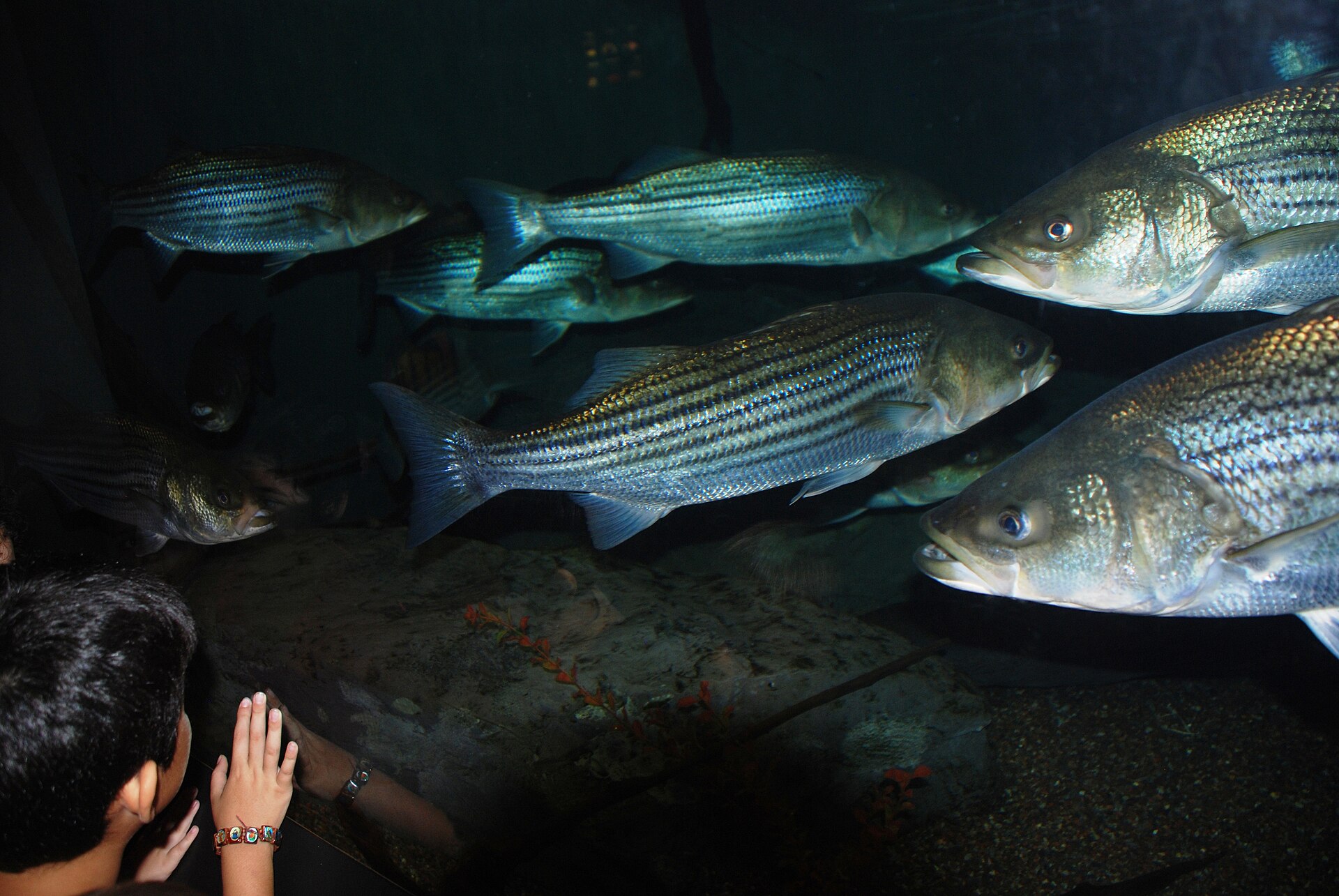Striped bass (Morone saxatilis) photographed in clear water — the prime Lake Mead target species.